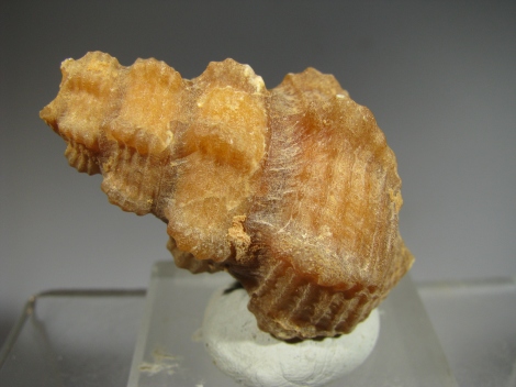 Agatized Gasteropod - 300 Km inland from Dhakla, W. Sahara, Morocco