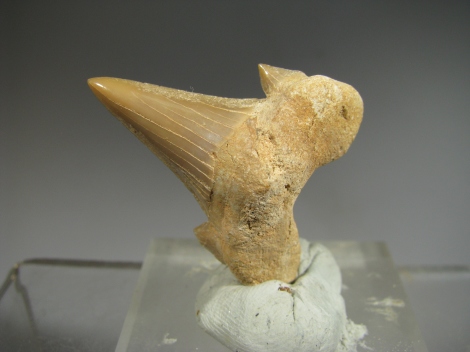 Shark Teeth -  Western Sahara, Morocco