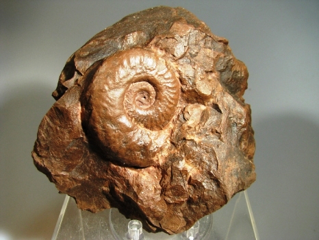 Ammonite -  Rhone-Alpes, FRANCE