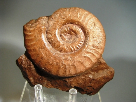 Ammonite -  Rhone-Alpes, FRANCE