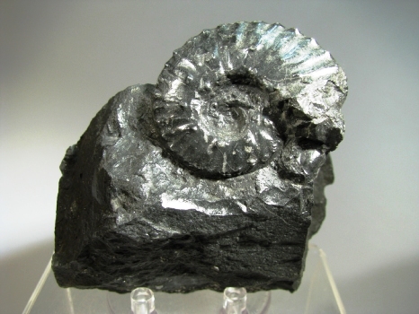 Ammonite -  La Mesa de Los Santos, Santander, Colombia