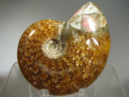 Ammonite -  Madagascar